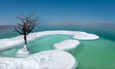 arbol mar muerto