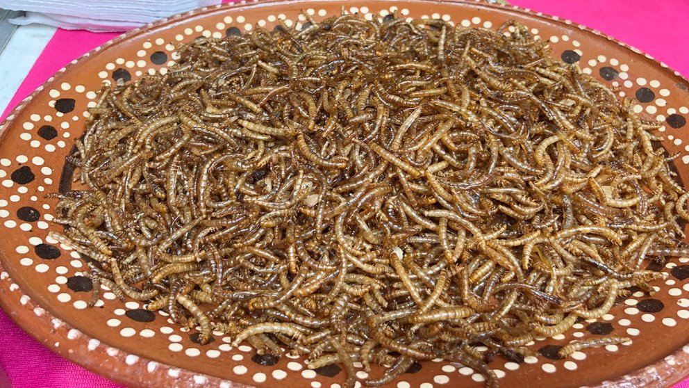 insectos proteína