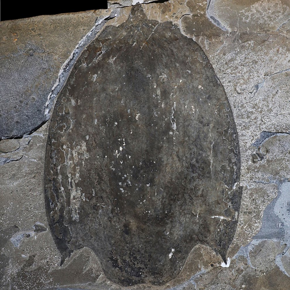 depredador de los mares
