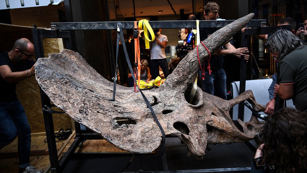 triceratops
