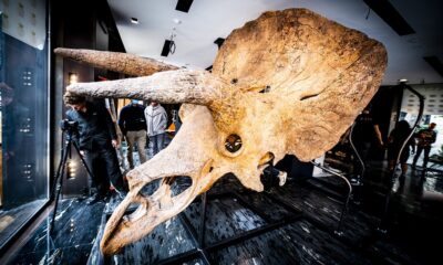 triceratops