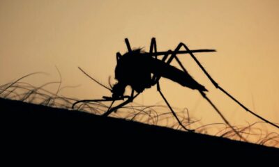 mosquitos