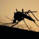 mosquitos