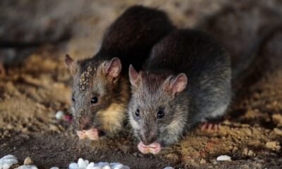 ratas