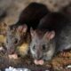 ratas