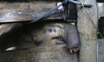 elefante trompa mutilada