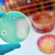 bacterias antibióticos