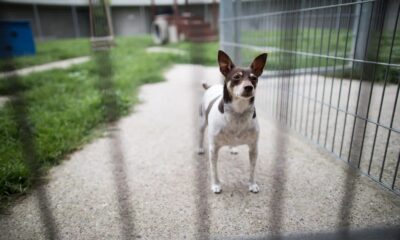 virus perros
