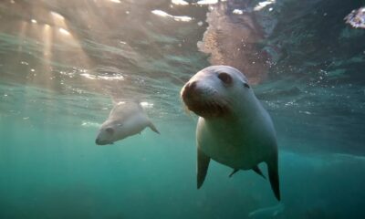 focas bigotes