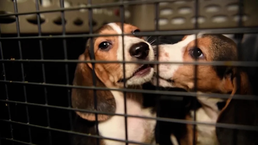 beagles buscan hogar