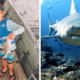 amputan pierna tiburón