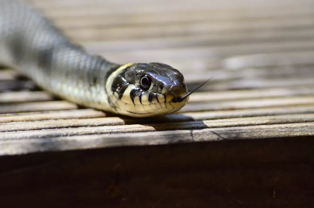 niña mordisco serpiente