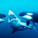 Orcas tiburón blanco