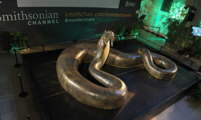 Titanoboa Colombia