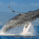 ballena new jersey
