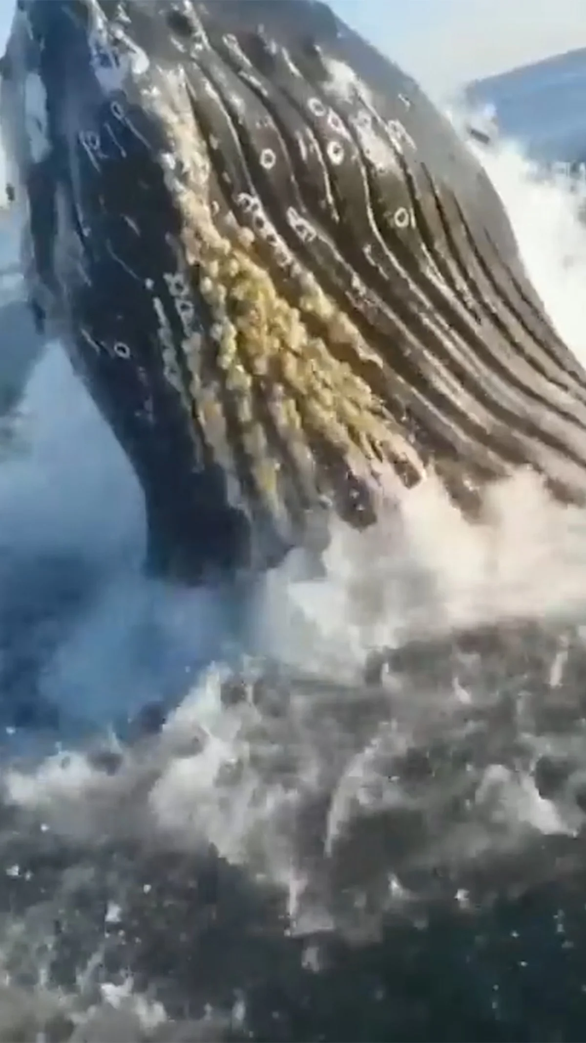 ballena new jersey
