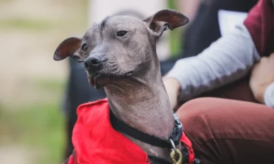Xolo perros México