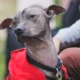 Xolo perros México