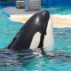 orca Lolita Miami