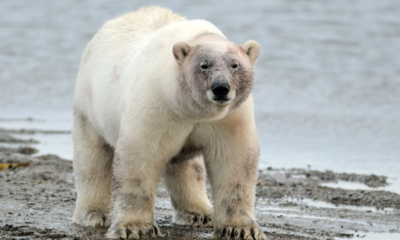 oso polar Alaska