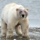 oso polar Alaska