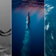 sumergió oxigeno apnea